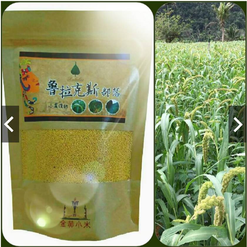 台灣原生金黃小米-魯拉克斯部落